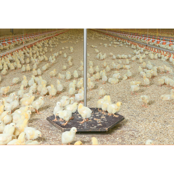 Poultry Weighing System